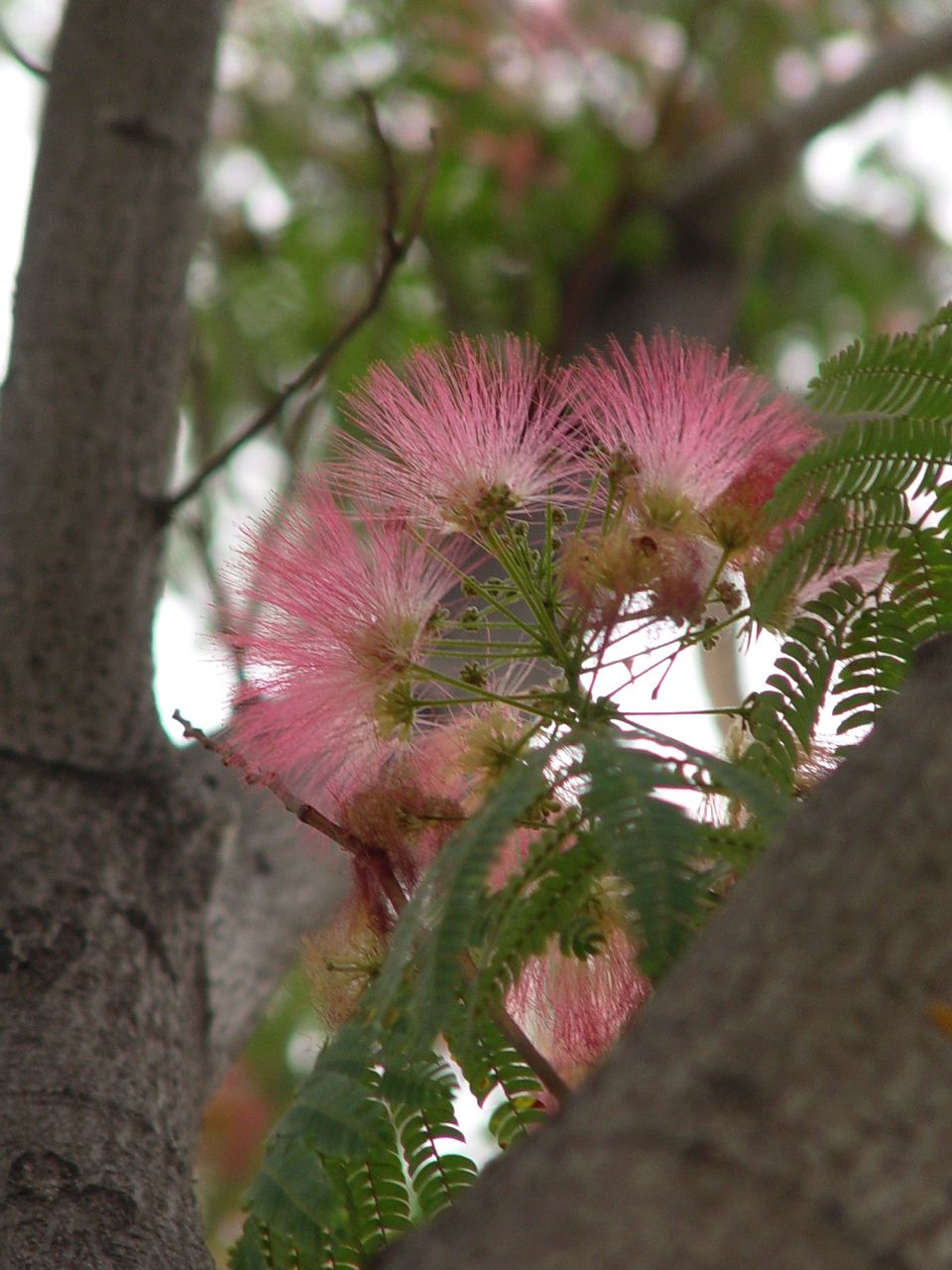 小花