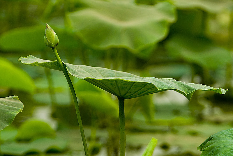 07新荷