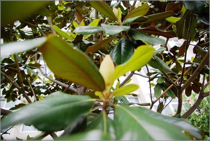 木瓜的花与蕾