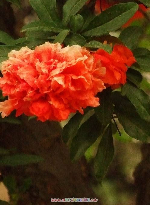 [原创]石榴花开