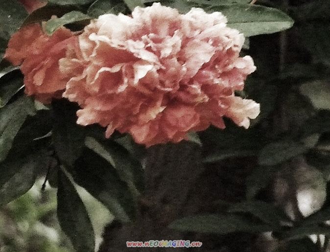 [原创]石榴花开