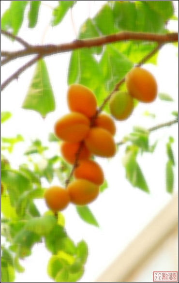 不一样的杏儿
