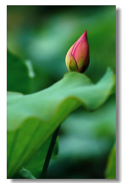荷 花