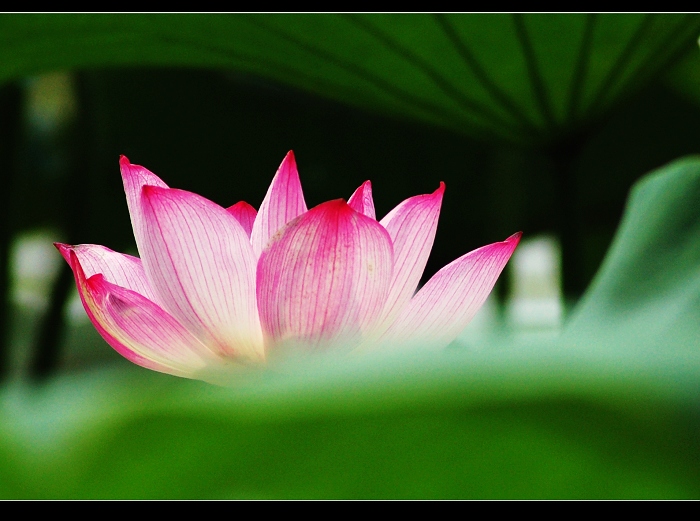 荷 花