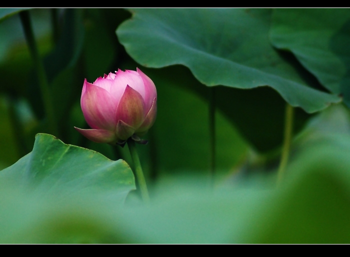 荷 花