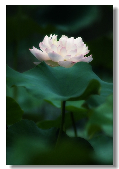 荷 花