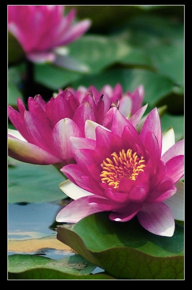 荷 花