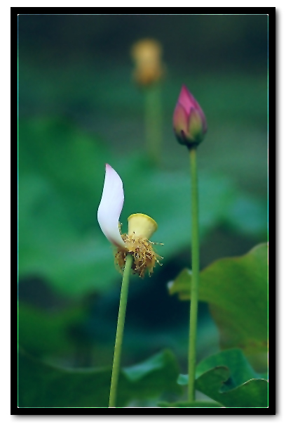 荷 花