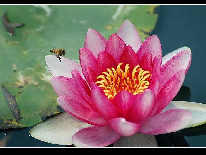 荷 花