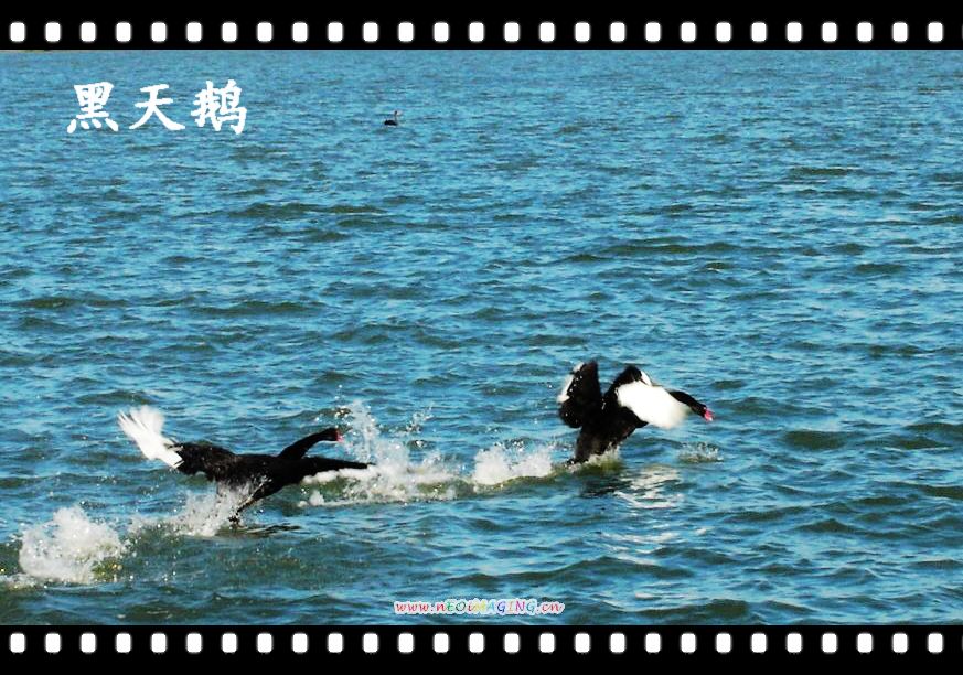 悉尼之行