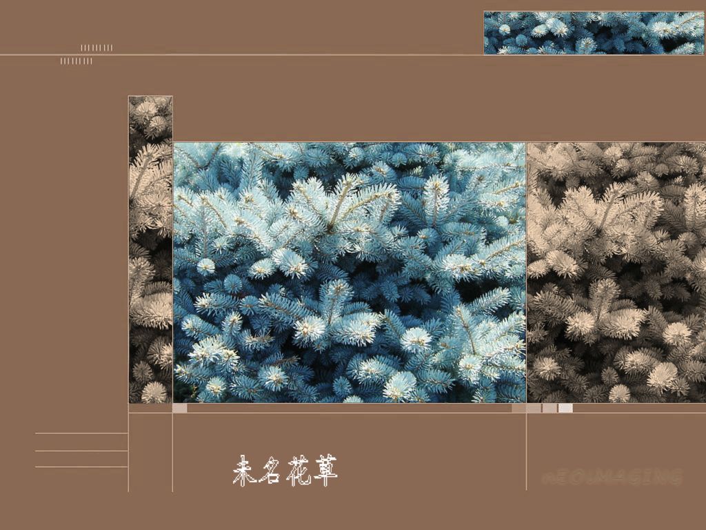 [原创] 未名花草