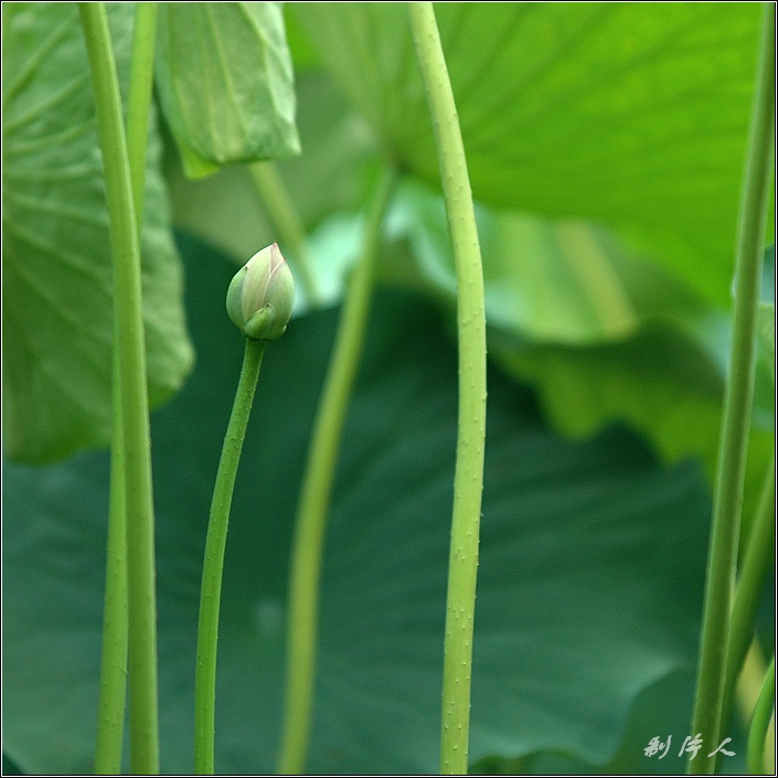 【荷殇】～