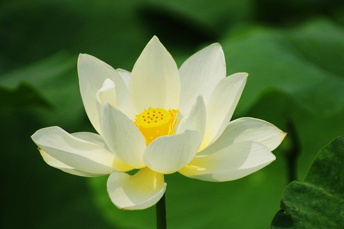 也拍荷(濮上园)