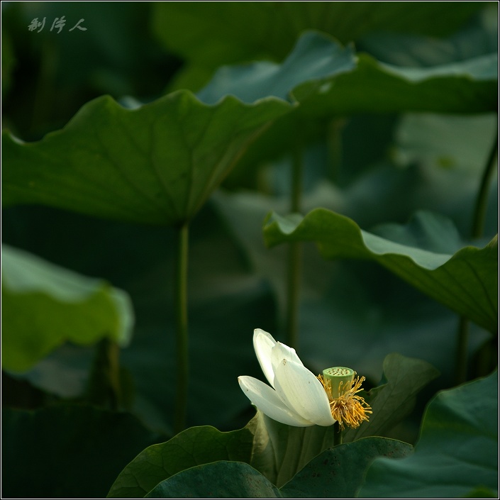 【荷殇】～