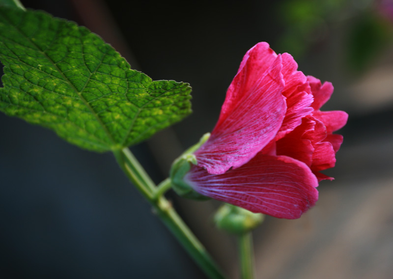 也拍花