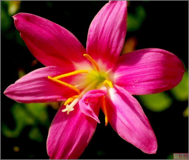 “韭菜花”儿红