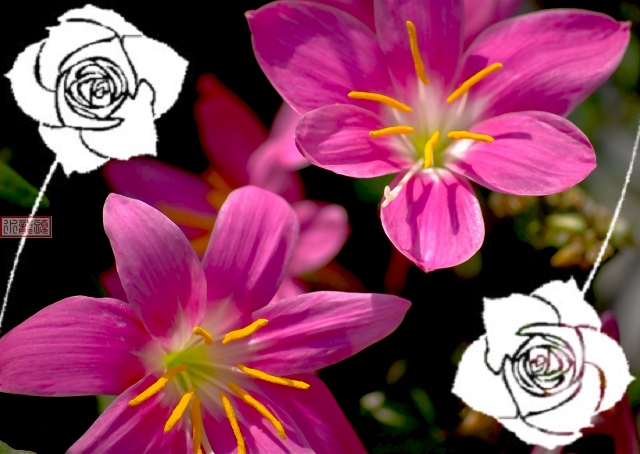 “韭菜花”儿红