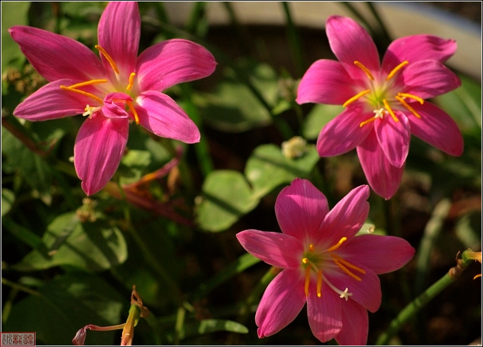 “韭菜花”儿红