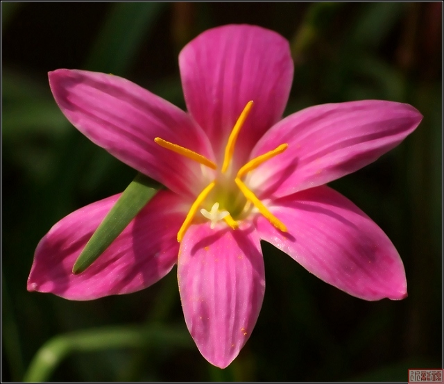 “韭菜花”儿红