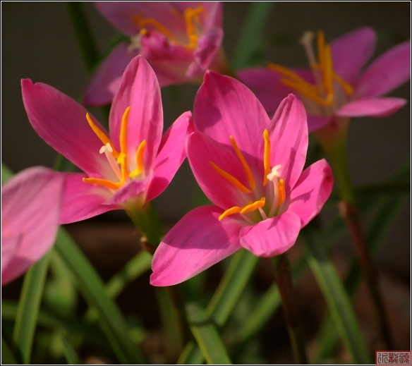 “韭菜花”儿红