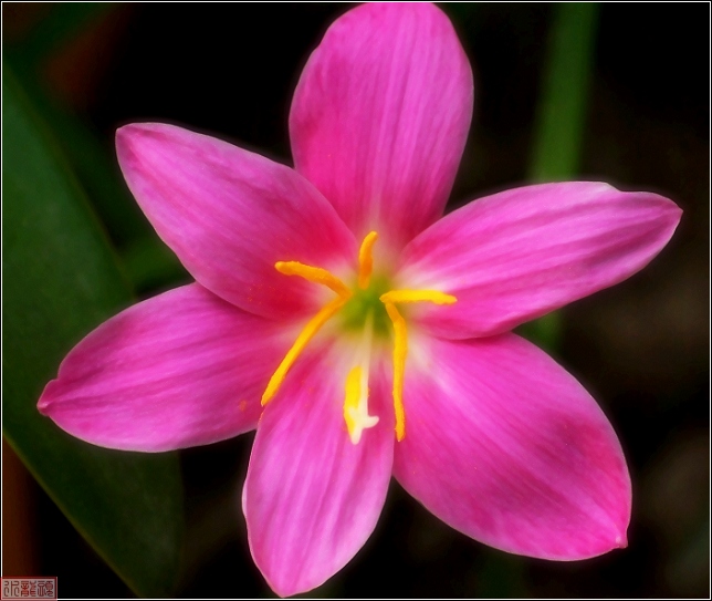 “韭菜花”儿红