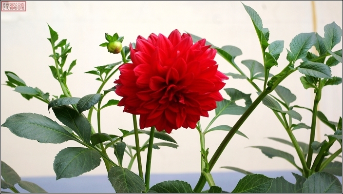 花组合
