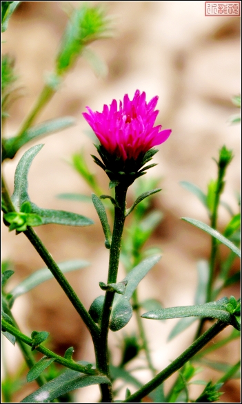 花组合