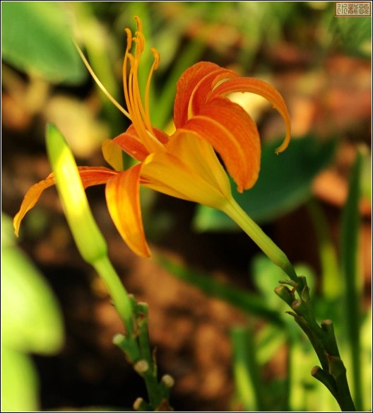 花组合