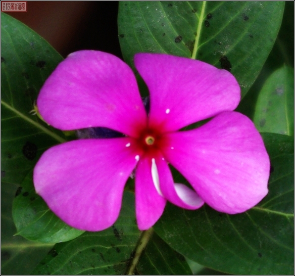 花组合