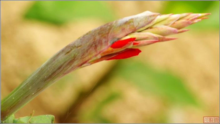 花组合