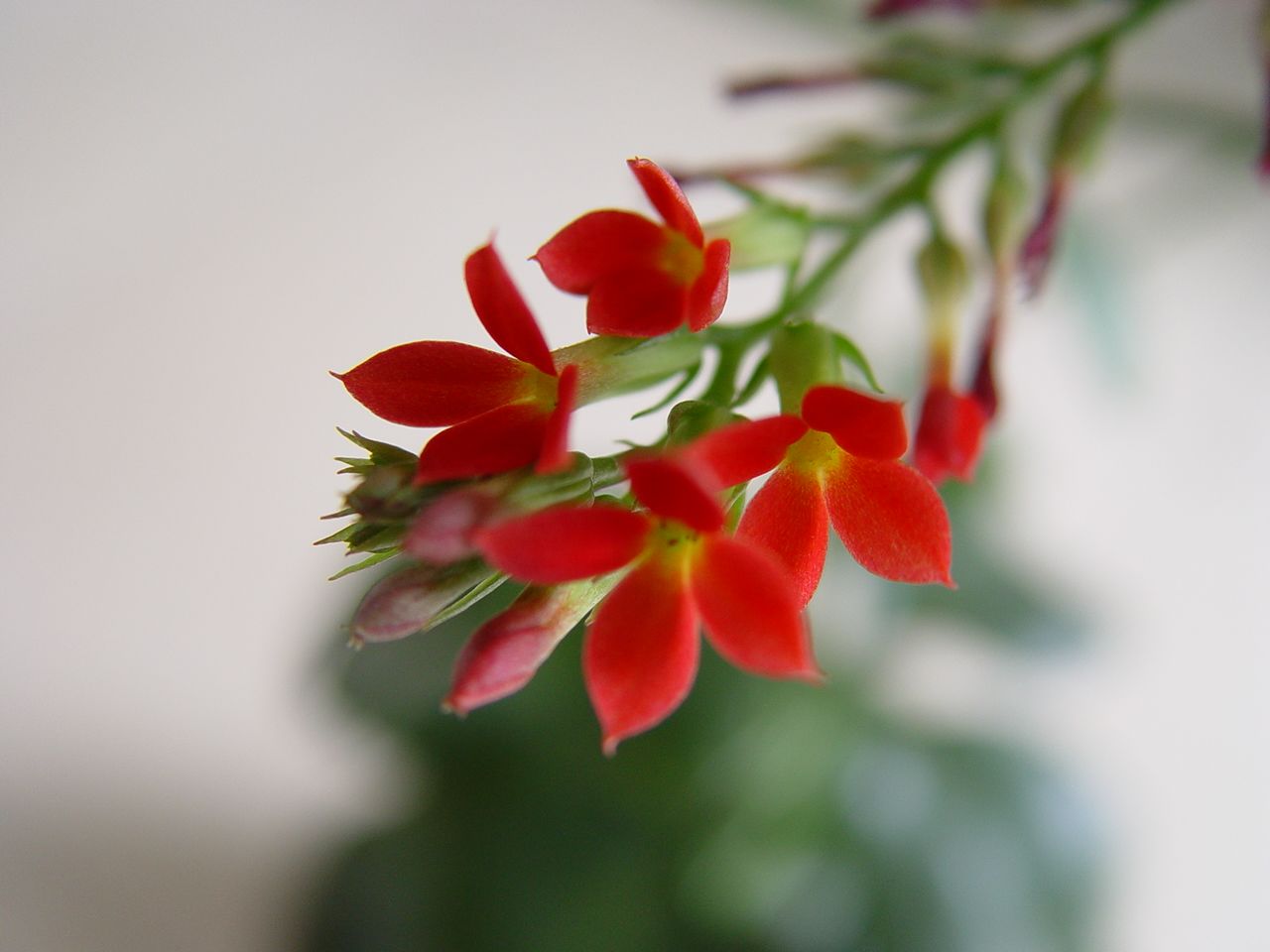 小花