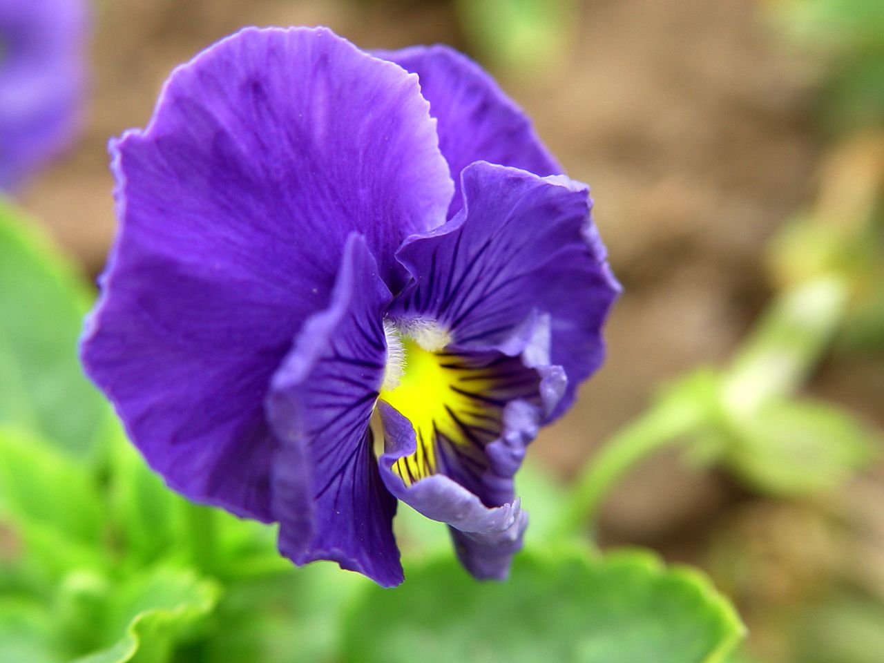 小花