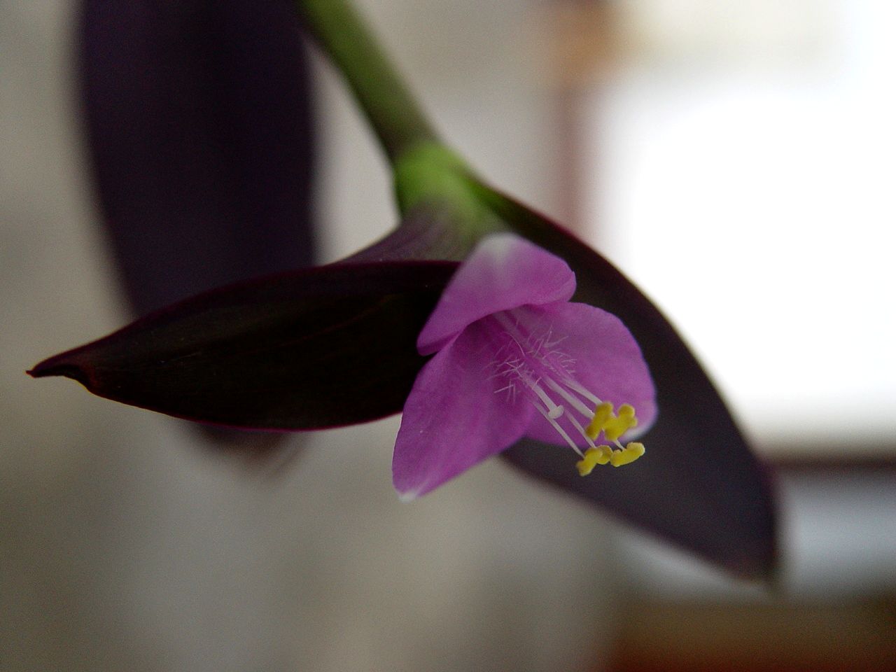 小花