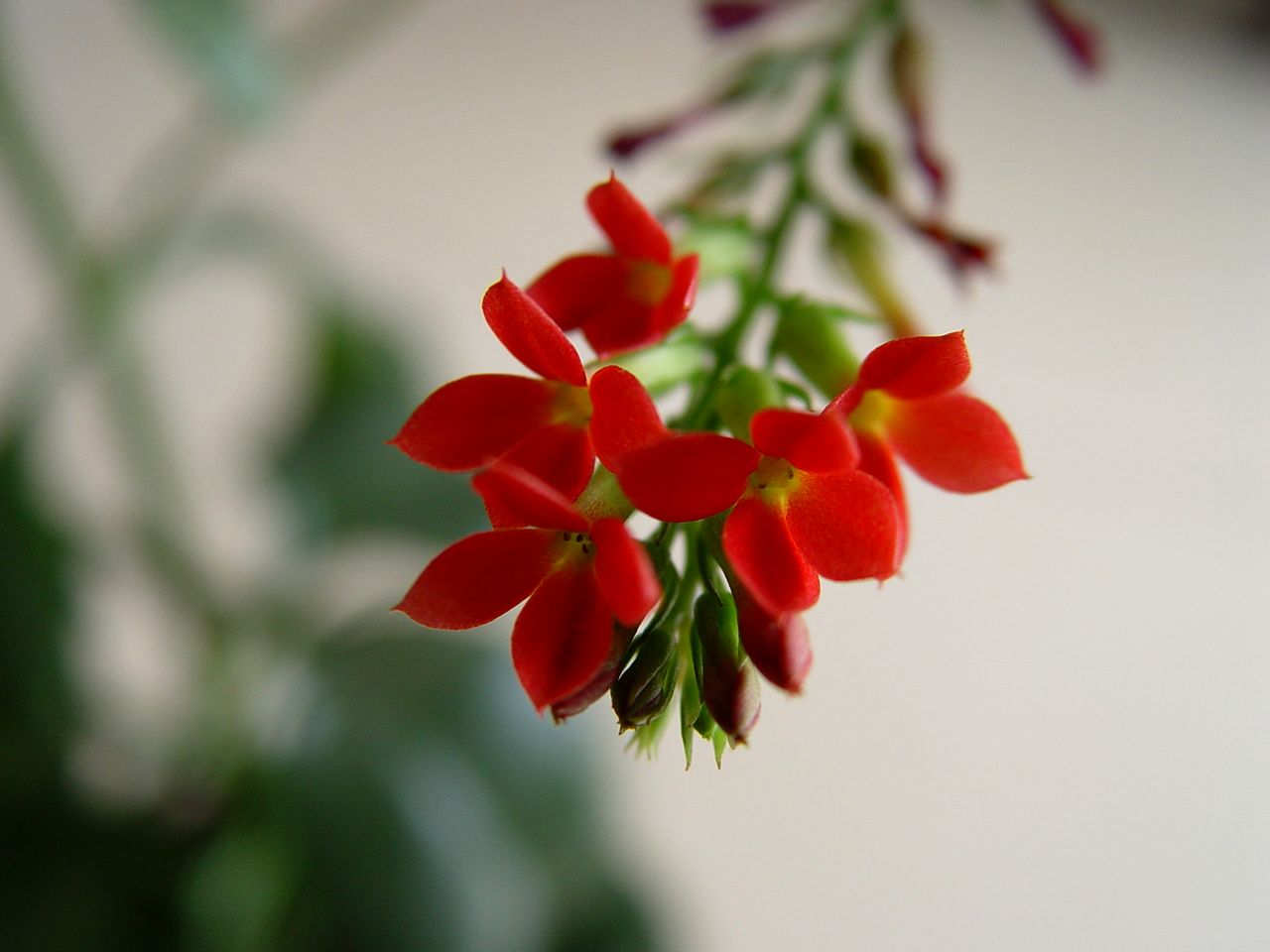 小花