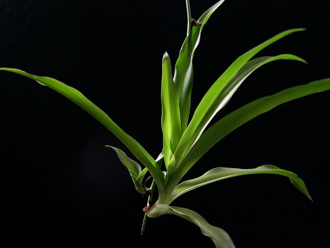小花