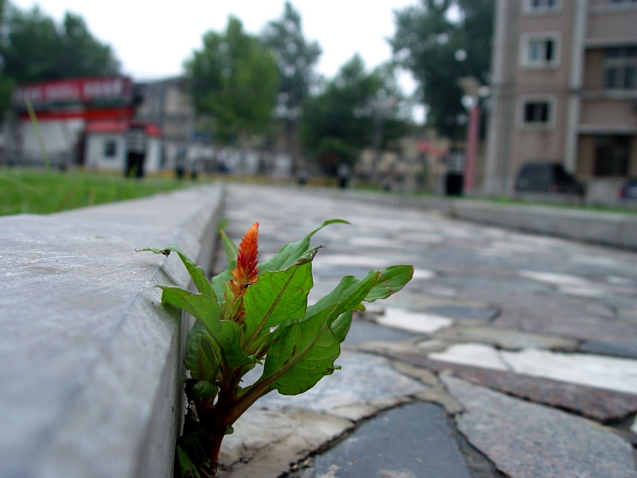 小花