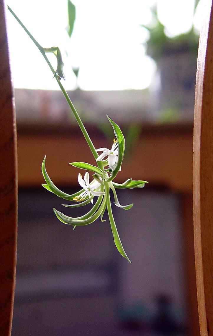 小花