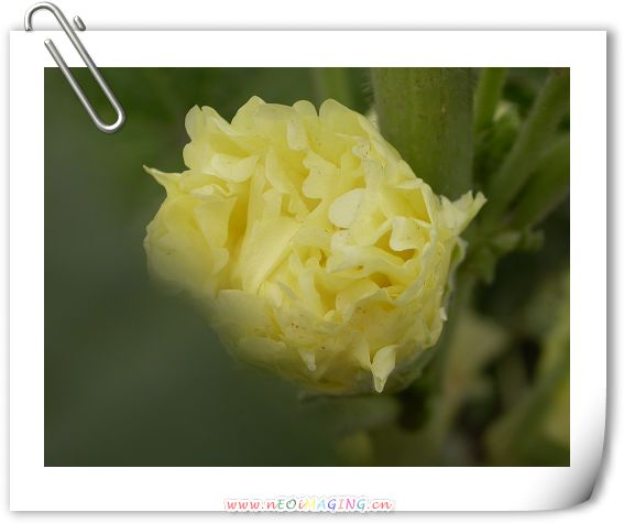[原创]黄色的~~