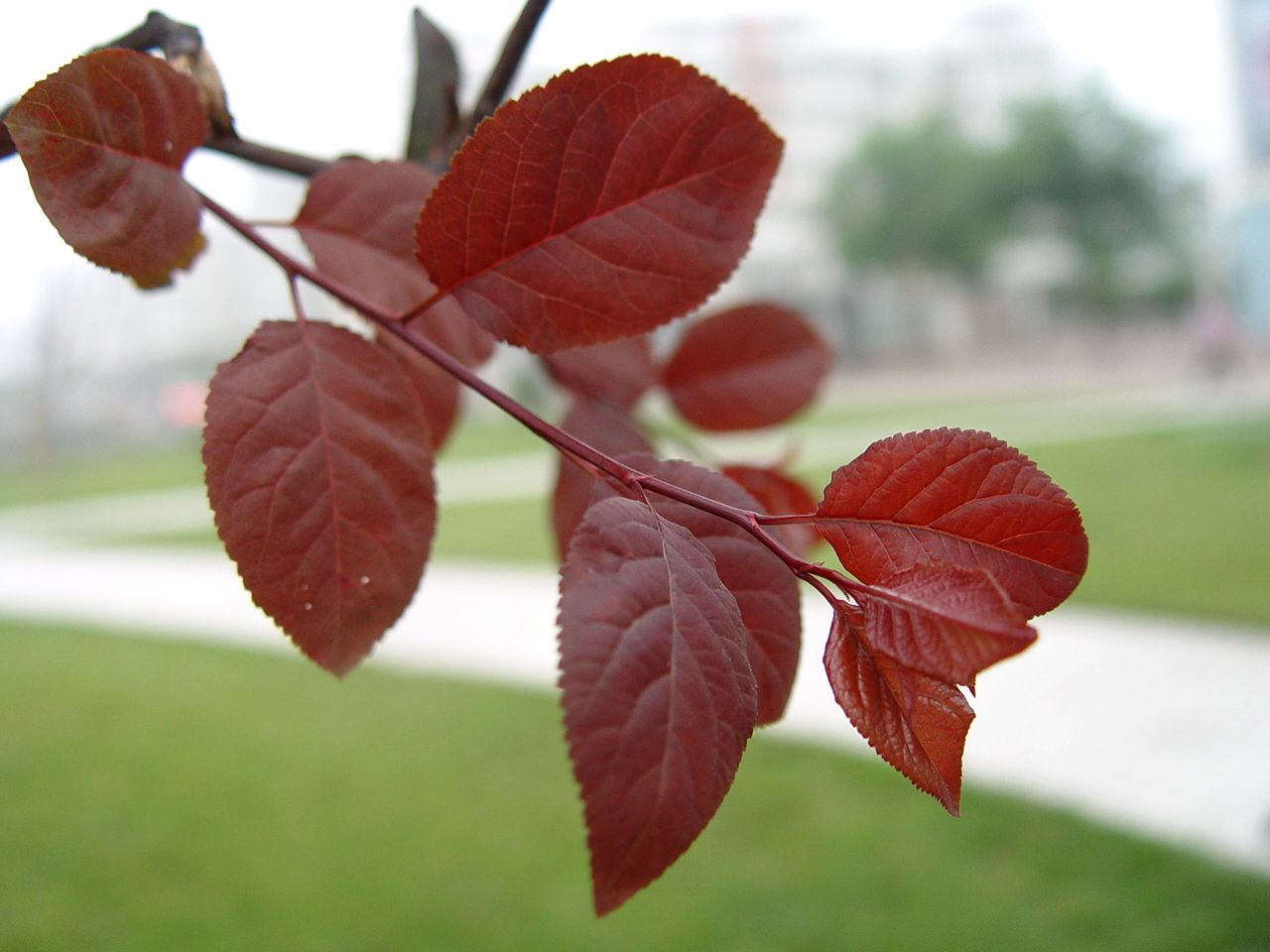 小花