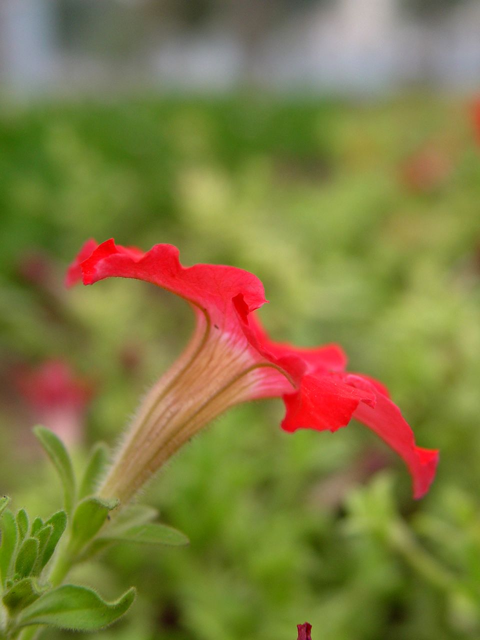 小花