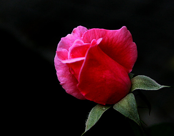 花卉