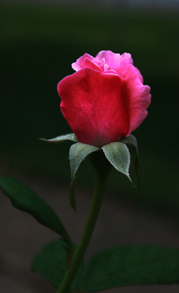花卉