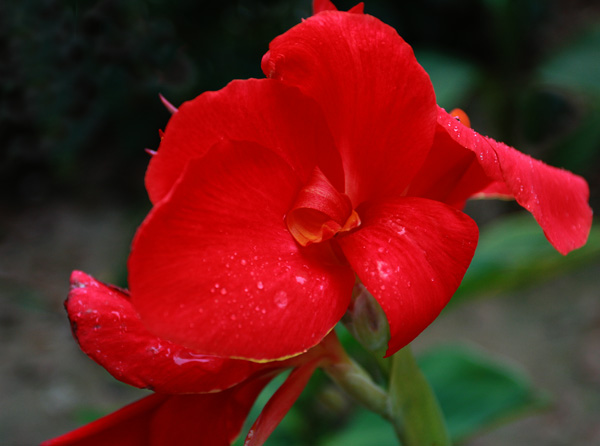 花卉
