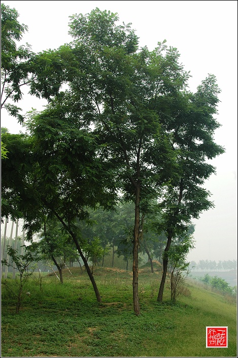 濮阳小景~~~