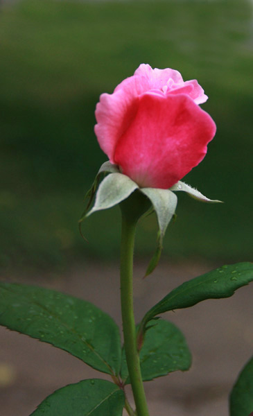 花卉