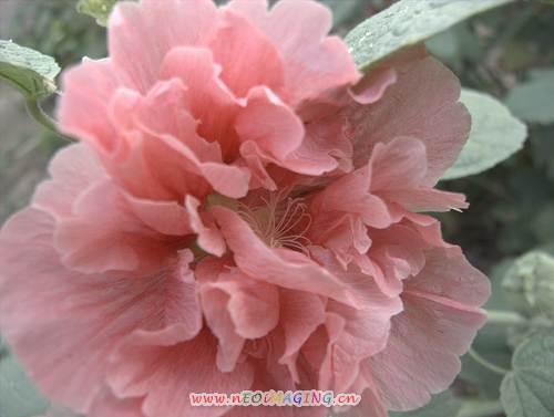 [原创]花儿无限美