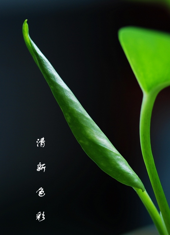 清新色彩