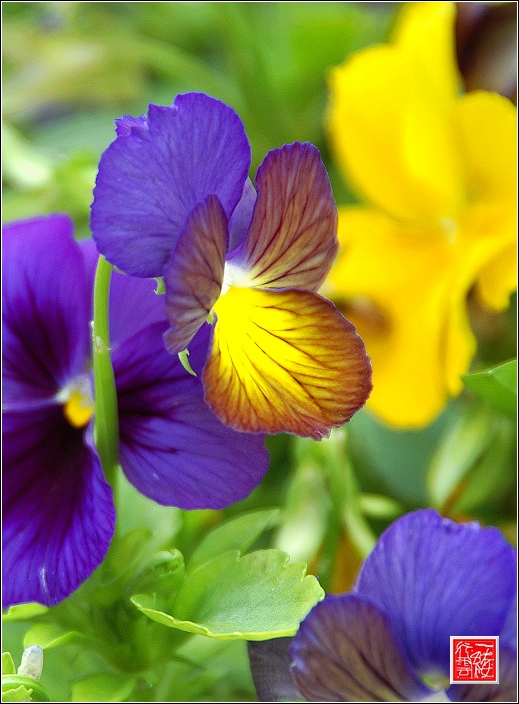 花儿~~~