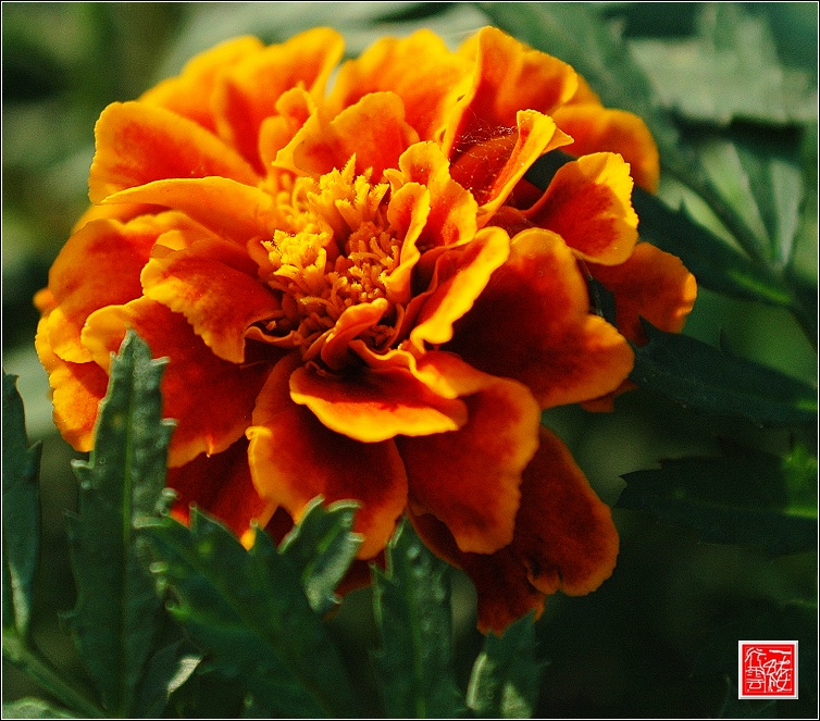花儿~~~
