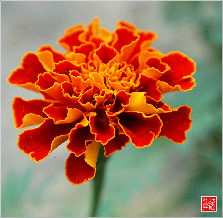 花儿~~~